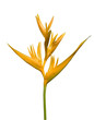 isolated bird of paradise flower