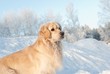 Portrait of a golden retriever