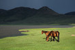 Wild horses, Maluti mountains, Lesotho, southern Africa Wild horses, Maluti mountains, Lesotho, southern Africa