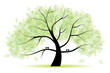 Great old tree for your design