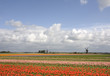 Photo: Dutch lanscape in springtime Dutch lanscape in springtime