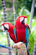 Beautiful colorful parrot