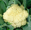 white cauliflower white cauliflower
