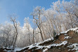 Low angle view to forest cliff Low angle view to forest cliff