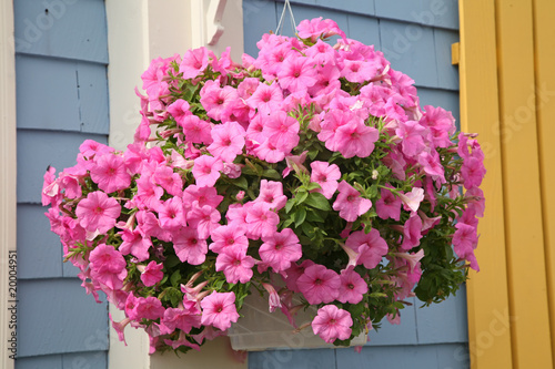 Photo: Petunia Hanging Basket Petunia Hanging Basket