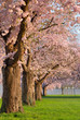 Kirschbaumreihe in voller Blüte