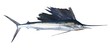 Sailfish real fish isolated on white Sailfish real fish isolated on white