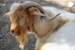 Goat portrait redhead and white wool colors, nature Goat portrait redhead and white wool colors, nature
