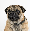 Mops Portrait weiß