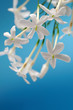 White jasmine