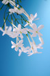 Jasmine on blue background