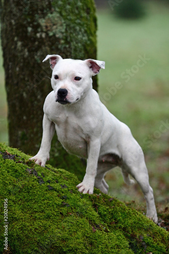 bull terrier acheter