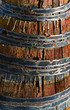Wine barrel