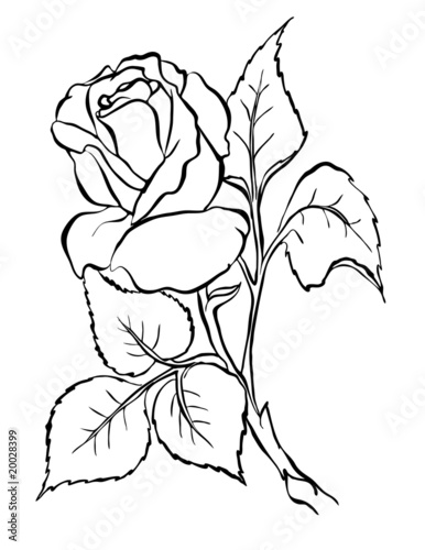 rose drawing outline. rose drawing outline. Rose. Freehand drawing. Rose. Freehand drawing. SMM. Oct 11, 11:32 PM. Sorry, but Excel running on Windows (and to