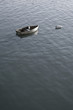 rowing boat