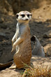Meerkat Standing to Attention