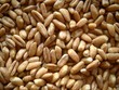 chicchi di farro
