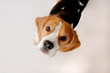 Foto: Dog Dog