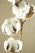 cotton flower detail