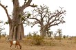 African Baobab tree with livestock eating African Baobab tree with livestock eating