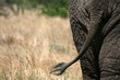 Elephant. Tanzania, Africa Elephant. Tanzania, Africa