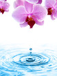 Wassertropfen fällt von der Orchidee ins Wasser