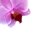 Orchidee mit Wassertropfen