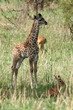 Baby Giraffe - Tarangire National Park. Tanzania, Africa Baby Giraffe - Tarangire National Park. Tanzania, Africa