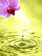Orchideen Wallpaper