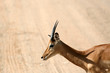 Impala - Tarangire National Park. Tanzania, Africa