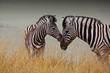 Zebre - Madre e figlio Zebre - Madre e figlio