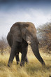 Eating Elephant in the savannah