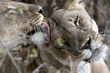 Lion - Africa Lion - Africa