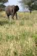Elephant. Tanzania, Africa