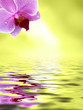 Orchidee spiegelt sich im Wasser