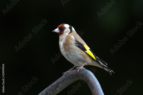 Chardonneret élégant (carduelis carduelis)