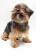 My dog