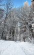 footpath in winter forest footpath in winter forest