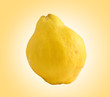 Quince (golden apple) isolated on yellow background