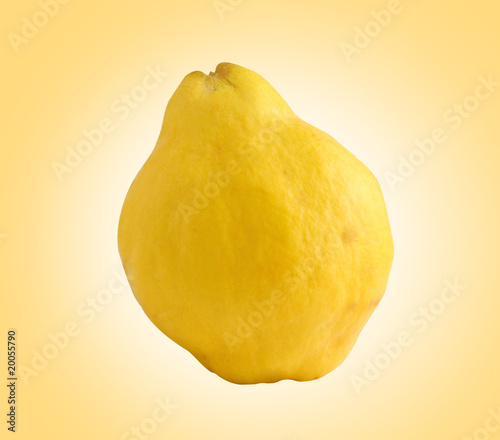 Quince (golden apple) isolated on yellow background Quince (golden apple) isolated on yellow background