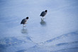 eiswinter