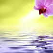 Schöne Spiegelung der Orchidee im Wasser