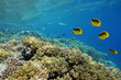 Coral reef