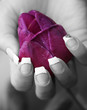 tulpe