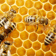 bees on honeycells bees on honeycells