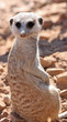 Erdmännchen