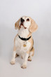 Foto: Dog Dog