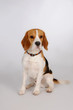 Foto: Dog Dog