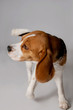 Foto: Dog Dog