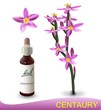 Centaury